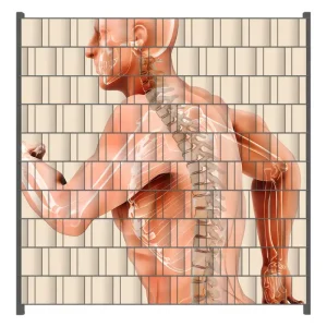 Zaunsichtschutz Anatomie Wirbelsäule - Menschliches Skelett beim Laufen Breite 200 cm x Höhe 200 cm Preis Gesenkt