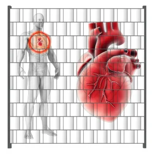 Neu Zaunsichtschutz Anatomie des Menschen Herz in Nahansicht Breite 200 cm x Höhe 180 cm