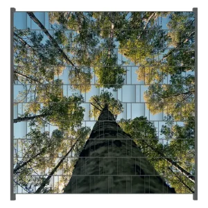 Zaunsichtschutz Birkenwald von unten betrachtet Breite 200 cm x Höhe 140 cm Direktkauf