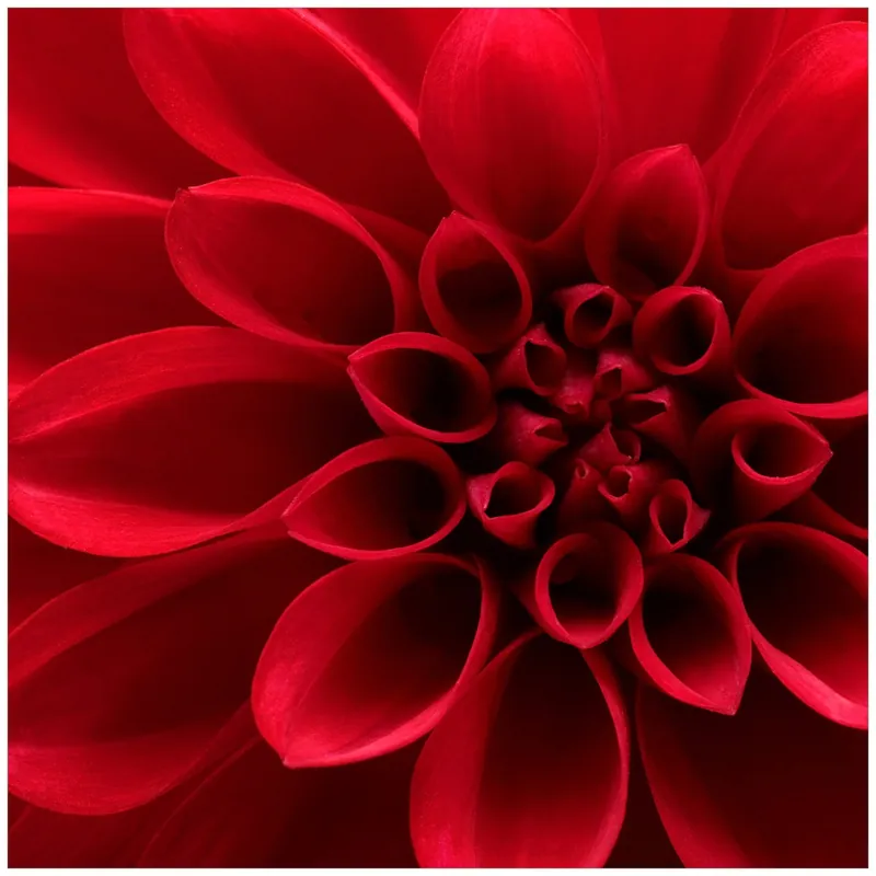 Neue Kollektion Wandbild aus Acryl Rote Dahlienblüte in Nahaufnahme 80cm x 200cm