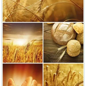 Glasbild Getreide und Brotsorten aus Weizen 60 x 90 cm Sonderangebot