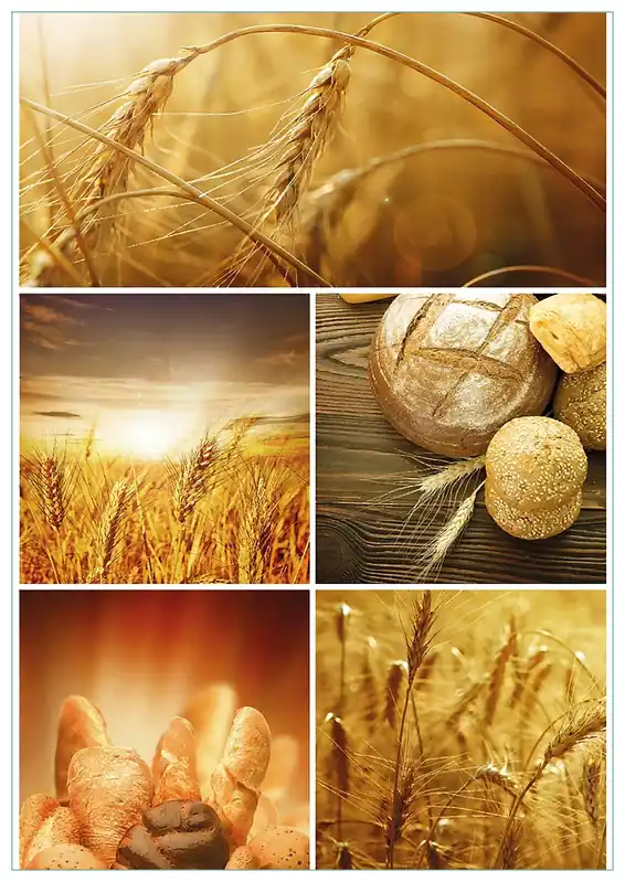 Glasbild Getreide und Brotsorten aus Weizen 60 x 90 cm Sonderangebot