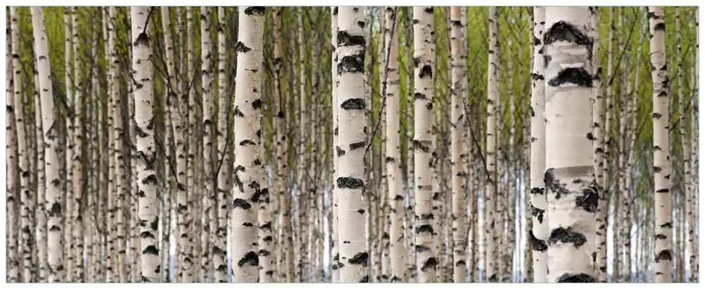 Glasbild Birkenwald - Baumstämme in schwarz weiß 32 x 80 cm Knallerangebot