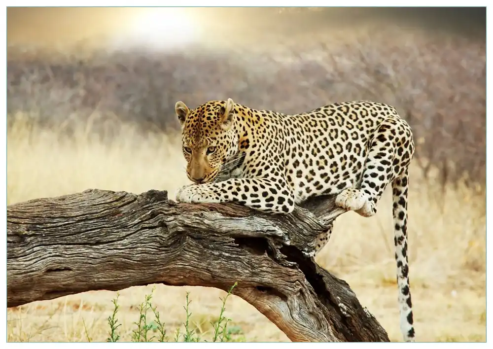 Glasbild Leopard auf Baumstamm in Afrika 50 cm Durchmesser. rund Jetzt Bestellen