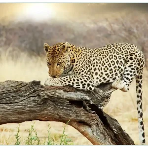Glasbild Leopard auf Baumstamm in Afrika 50 x 125 cm Saisonangebot