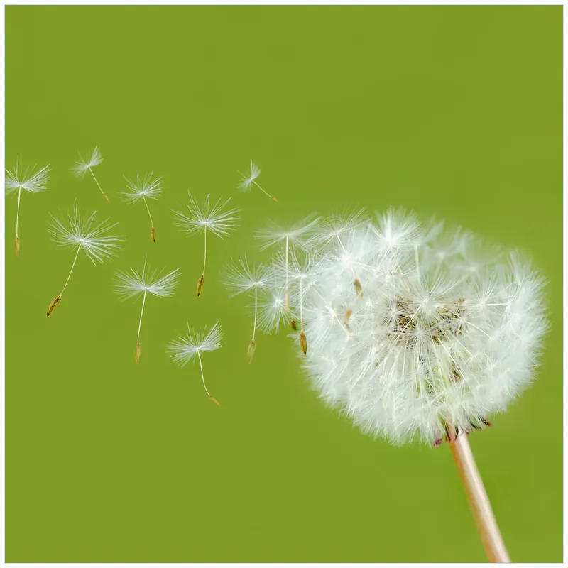 Glasbild Pusteblume auf der Wiese mit fliegenden Samen 50 x 50 cm Angebot