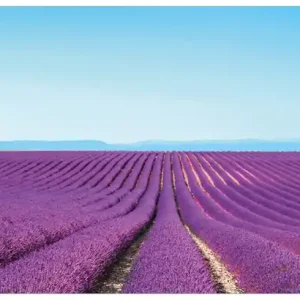 Glasbild Lavendelfeld unter blauem Himmel 70 x 100 cm Online Kaufen