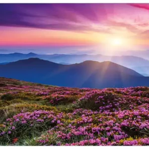 Glasbild Blumenbedeckte Wiese bei Sonnenuntergang 30 x 30 cm Bestpreis