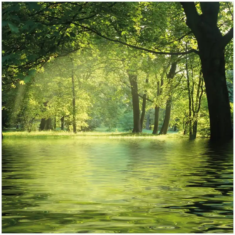 Glasbild Idyllischer See im Wald bei Sonnenschein 30 x 30 cm Expressversand