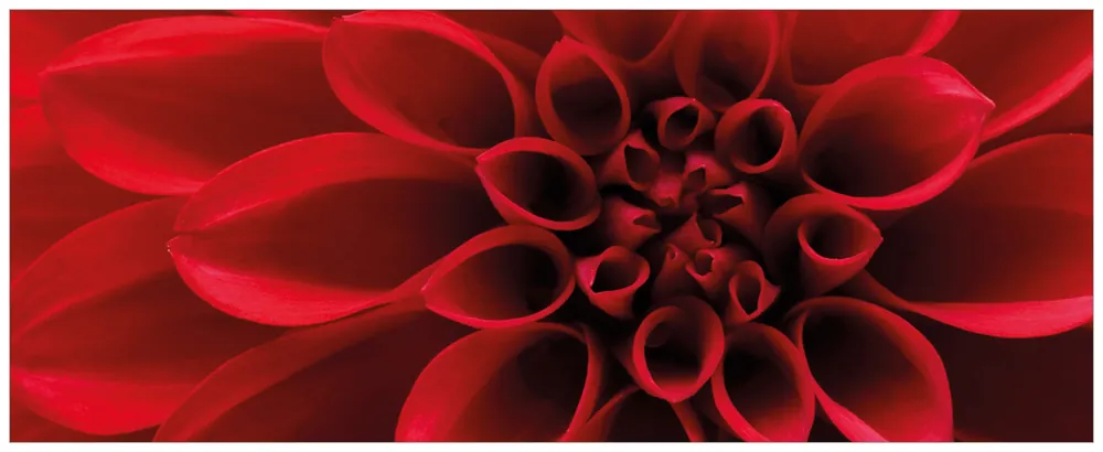 Glasbild Rote Dahlienblüte in Nahaufnahme 55 x 55 cm Preisreduziert