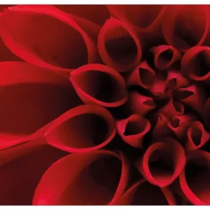 Jetzt Kaufen Glasbild Rote Dahlienblüte in Nahaufnahme 70 x 100 cm