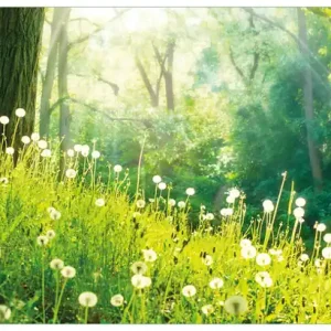Direktkauf Glasbild Pusteblumen im Wald mit einfallenden Sonnenstrahlen 50 x 125 cm
