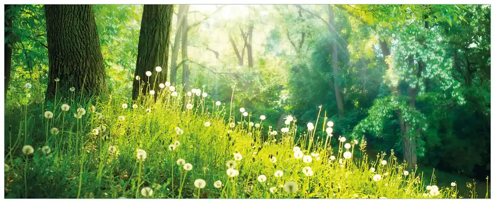 Top-Angebot Glasbild Pusteblumen im Wald mit einfallenden Sonnenstrahlen 70 x 100 cm