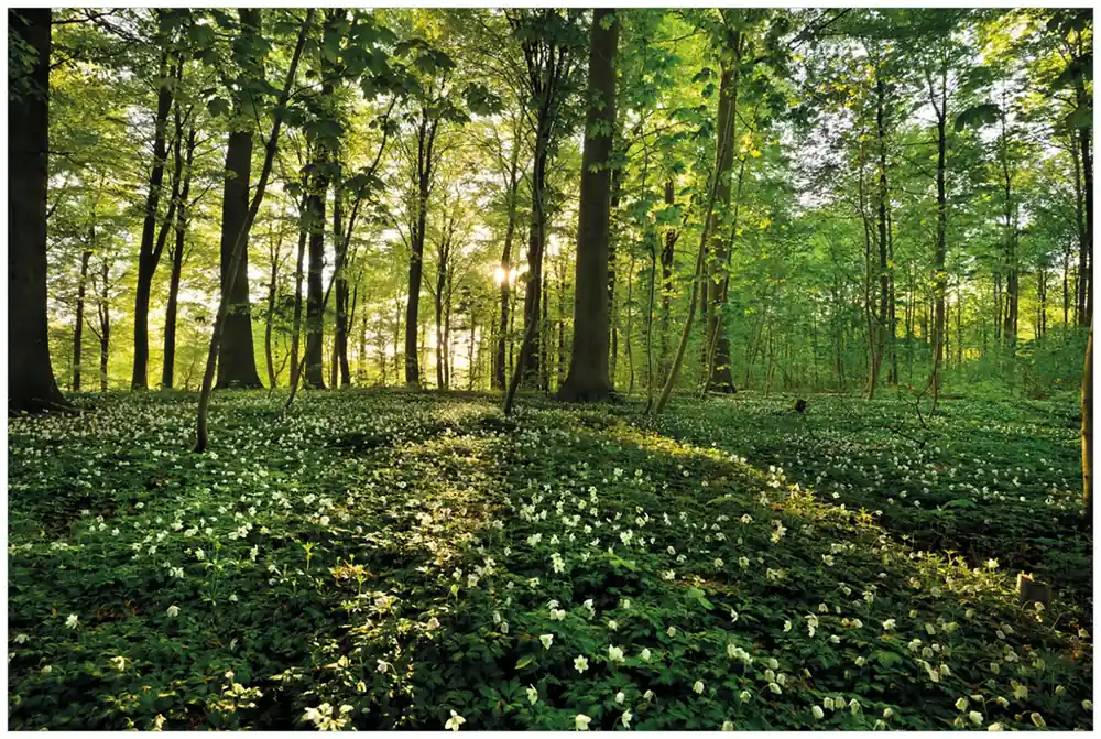 Knallerangebot Glasbild Waldanemonen und Sonnenstrahlen im Wald 32 x 80 cm
