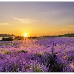 Aktuell Glasbild Sonnenuntergang über dem Lavendel 55 x 55 cm