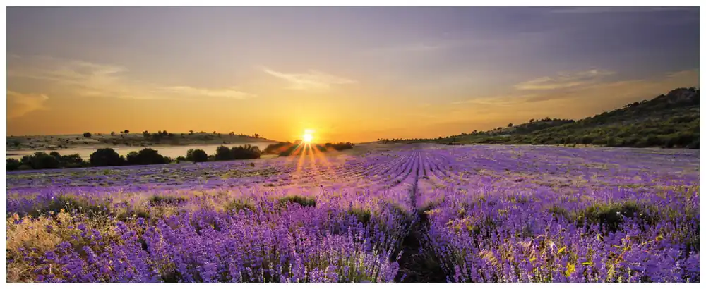 Glasbild Sonnenuntergang über dem Lavendel 32 x 80 cm Knallerangebot