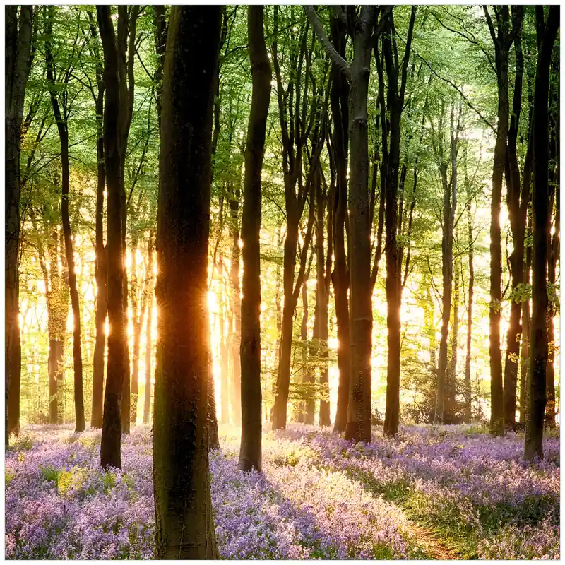 Glasbild Blaue Hasenglöckchen im Wald mit Sonnenstrahlen 32 x 80 cm Saisonangebot