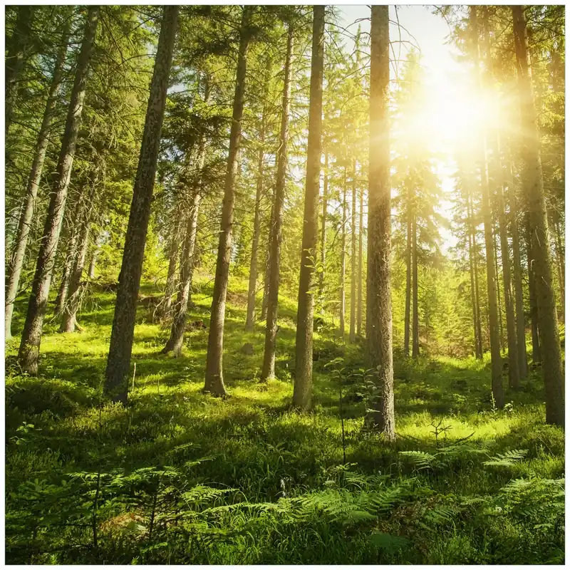 Glasbild Sonnenstrahlen im Nadelwald mit Moos und Farn 50 cm Durchmesser. rund Sichere Zahlung