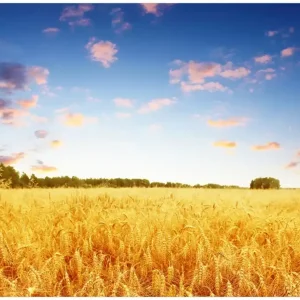 Glasbild Weizenfeld unter blauem Himmel 50 x 125 cm Preisknaller