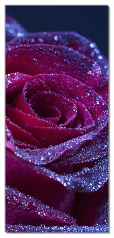 Selbstklebende Türtapete Rote Rosenblüte im Regen selbstklebende Folie mit Schutzlaminat, 93 x 205 cm Preisknaller