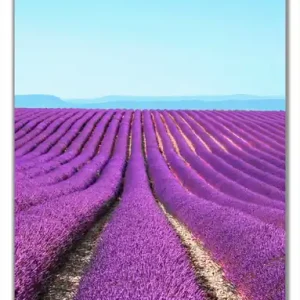 Jetzt Kaufen Selbstklebende Türtapete Lavendelfeld unter blauem Himmel selbstklebende Folie, 93 x 205 cm