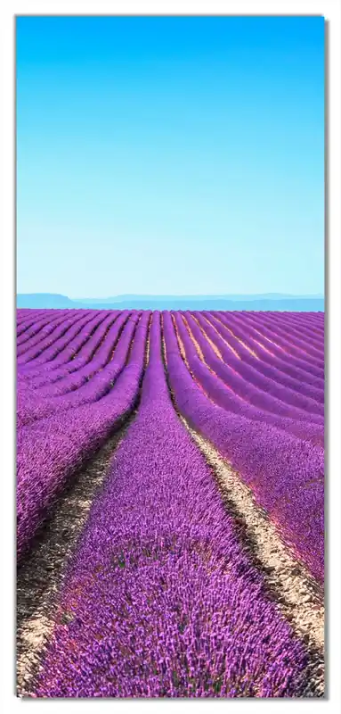 Jetzt Kaufen Selbstklebende Türtapete Lavendelfeld unter blauem Himmel selbstklebende Folie, 93 x 205 cm