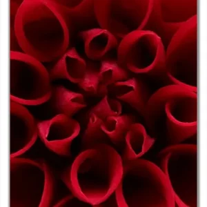 Selbstklebende Türtapete Rote Dahlienblüte in Nahaufnahme selbstklebende Folie mit Schutzlaminat, 93 x 205 cm Begrenztes Angebot