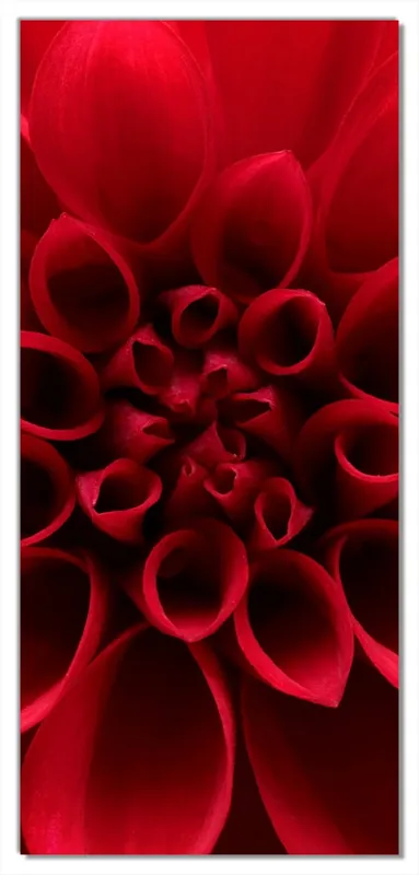 Selbstklebende Türtapete Rote Dahlienblüte in Nahaufnahme selbstklebende Folie mit Schutzlaminat, 93 x 205 cm Begrenztes Angebot