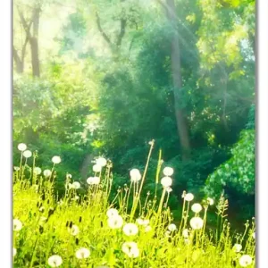 Selbstklebende Türtapete Pusteblumen im Wald mit einfallenden Sonnenstrahlen selbstklebende Folie mit Schutzlaminat, 93 x 205 cm Direkt Vom Hersteller