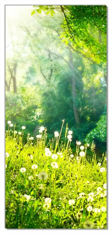 Selbstklebende Türtapete Pusteblumen im Wald mit einfallenden Sonnenstrahlen selbstklebende Folie mit Schutzlaminat, 100 x 220 cm Preisreduziert