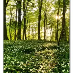 Selbstklebende Türtapete Waldanemonen und Sonnenstrahlen im Wald selbstklebende Folie, 93 x 205 cm Angebot