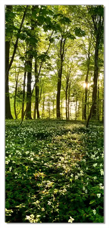 Meistverkauft Selbstklebende Türtapete Waldanemonen und Sonnenstrahlen im Wald selbstklebende Folie mit Schutzlaminat, 93 x 205 cm