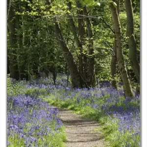 Angebot Selbstklebende Türtapete Wiese voller blauer Hasenglöckchen im Wald selbstklebende Folie, 93 x 205 cm