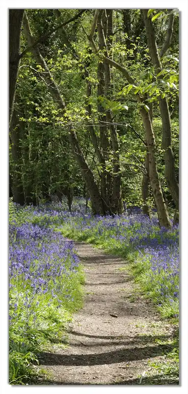 Angebot Selbstklebende Türtapete Wiese voller blauer Hasenglöckchen im Wald selbstklebende Folie, 93 x 205 cm