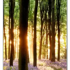 Must-Have Selbstklebende Türtapete Blaue Hasenglöckchen im Wald mit Sonnenstrahlen selbstklebende Folie mit Schutzlaminat, 93 x 205 cm