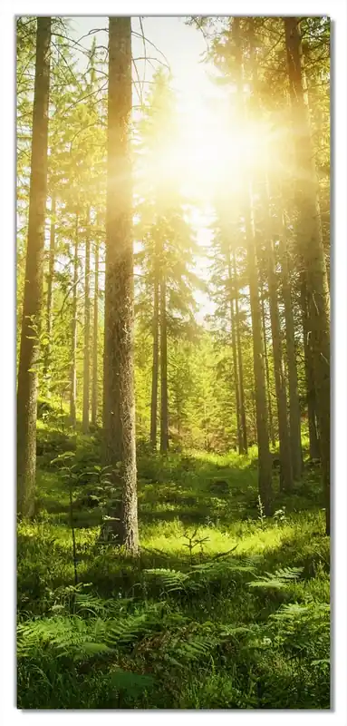 Highlight Selbstklebende Türtapete Sonnenstrahlen im Nadelwald mit Moos und Farn selbstklebende Folie, 100 x 220 cm