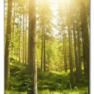 Selbstklebende Türtapete Sonnenstrahlen im Nadelwald mit Moos und Farn selbstklebende Folie mit Schutzlaminat, 100 x 220 cm Zertifiziert