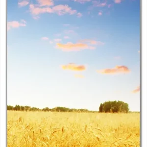Selbstklebende Türtapete Weizenfeld unter blauem Himmel selbstklebende Folie, 100 x 220 cm Geprüft