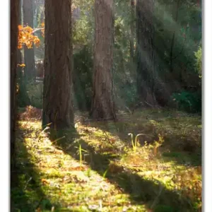 Bestseller Selbstklebende Türtapete Sonnenstrahlen im Herbstwald selbstklebende Folie, 100 x 220 cm