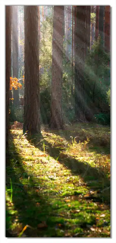 Bestseller Selbstklebende Türtapete Sonnenstrahlen im Herbstwald selbstklebende Folie, 100 x 220 cm