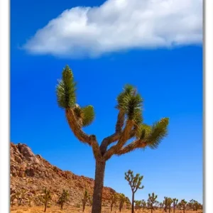 Selbstklebende Türtapete Palmlilie im Nationalpark Yucca Valley Wüstenlandschaft selbstklebende Folie mit Schutzlaminat, 93 x 205 cm Begrenztes Angebot