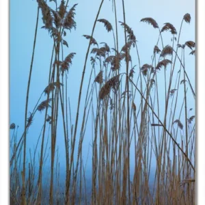 Sofort Bestellen Selbstklebende Türtapete Schilfrohr am See vor blauem Himmel selbstklebende Folie, 100 x 220 cm