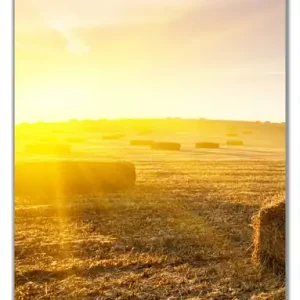 Selbstklebende Türtapete Stroh auf dem Feld bei untergehender Sonne selbstklebende Folie, 93 x 205 cm Top-Seller