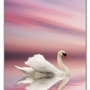 Selbstklebende Türtapete Weißer Schwan im rosafarbenen See selbstklebende Folie mit Schutzlaminat, 100 x 220 cm Billig