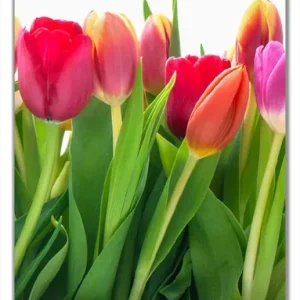 Selbstklebende Türtapete Rote weiße und pinke Tulpen im Frühling selbstklebende Folie, 100 x 220 cm Neue Ware