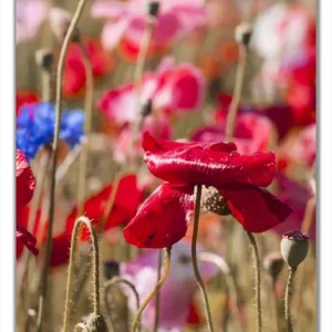 Angebot Selbstklebende Türtapete Mohnblumen am Rande eines Feldes selbstklebende Folie mit Schutzlaminat, 100 x 220 cm