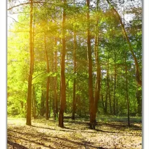 Selbstklebende Türtapete Sonnenstrahlen tief hinter dem Wald selbstklebende Folie mit Schutzlaminat, 100 x 220 cm Bestseller