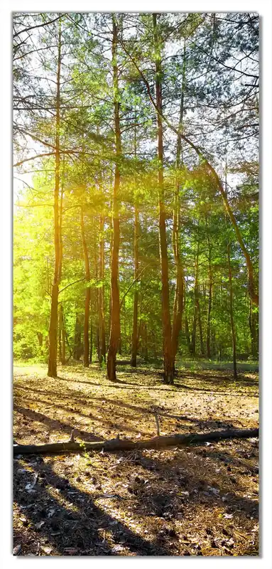 Selbstklebende Türtapete Sonnenstrahlen tief hinter dem Wald selbstklebende Folie mit Schutzlaminat, 100 x 220 cm Bestseller