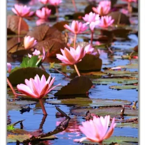 Expressversand Selbstklebende Türtapete Seerosenlandschaft mit rosa Blüten selbstklebende Folie, 93 x 205 cm