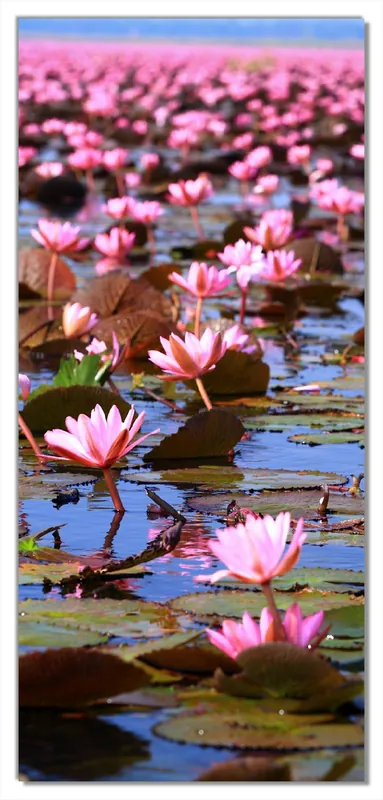 Selbstklebende Türtapete Seerosenlandschaft mit rosa Blüten selbstklebende Folie mit Schutzlaminat, 100 x 220 cm Online Kaufen